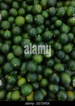 Calamansi également connu sous le nom de calamondin, citron vert ou citron philippin. Il est originaire de l'Asie du Sud-est et du sud de la Chine et de Taïwan. Banque D'Images