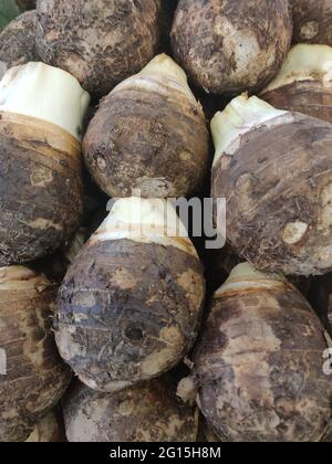 Le taro est une culture de racines amylachy avec des feuilles comestibles et a fourni une bonne nutrition aux insulaires du Pacifique pendant des centaines d'années. Il est connu sous plusieurs noms Banque D'Images