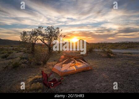 Tente orange à Palm Canyon dans la réserve naturelle nationale de Kofa, Arizona, États-Unis Banque D'Images