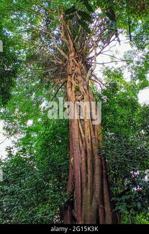 Arbre de figue à la pêche qui s'étend jusqu'à une hauteur impressionnante dans une forêt tropicale Banque D'Images