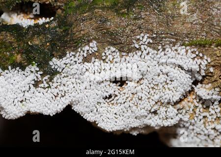 Champignons sauvages trouvés dans une jungle tropicale Banque D'Images