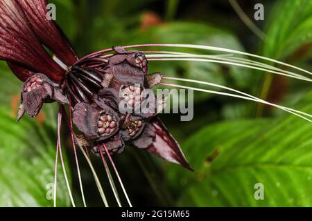 Gros plan de la chauve-souris blanche, Tacca integrifolia Banque D'Images