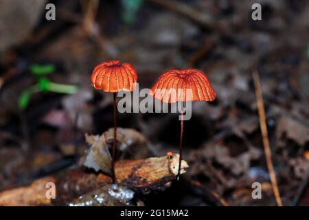 Champignons sauvages trouvés dans une jungle tropicale Banque D'Images