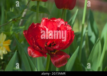 Tulipe de pivoine rouge, gros plan, mise au point locale Banque D'Images