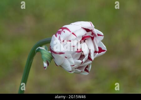 Tulipe pivoine, gros plan, mise au point locale Banque D'Images