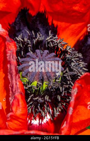 Pétales rouges fleuris, tige magenta et sépales d'une fleur de pavot Banque D'Images