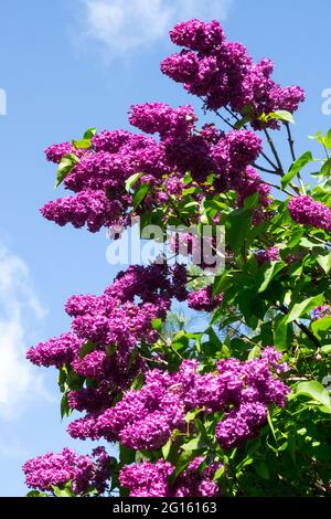 Violet Syringa vulgaris arbuste à fleurs Syringa lilas Banque D'Images