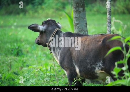 La petite vache noire regarde quelque chose Banque D'Images