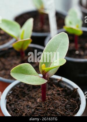 MALABAR épinards (Basella alba ruba) plantule. Banque D'Images