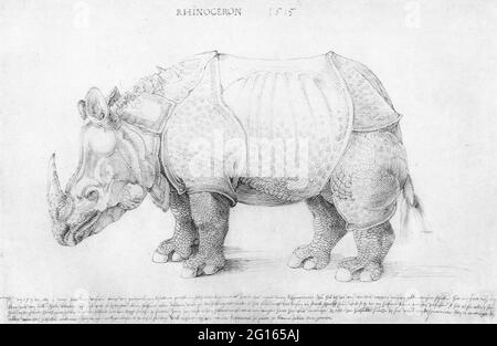 Albrecht Dürer - Rhinoceros Banque D'Images