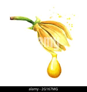 Fleur jaune d'ylang-Ylang ou Cananga odroata et goutte d'huile essentielle. Aquarelle illustration dessinée à la main isolée sur fond blanc Banque D'Images