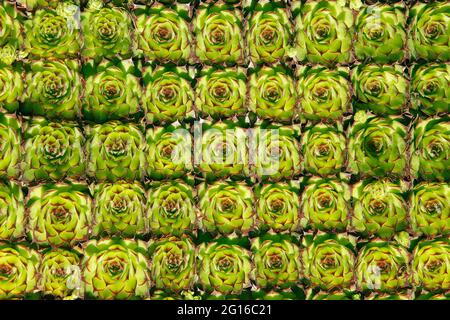 Poules et poussins en vente. Sempervivum tectorum. Banque D'Images