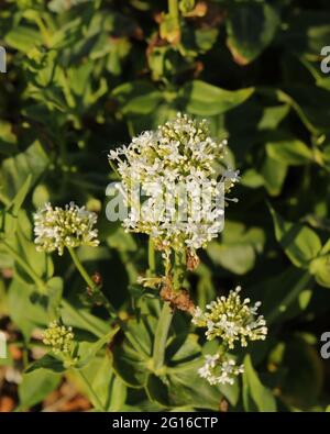 Fleurs de rubr Centranthus blanc, Royaume-Uni. Banque D'Images