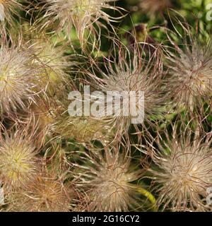 Pulsatilla vulgaris têtes soyeuses vues au Royaume-Uni en juin. Banque D'Images