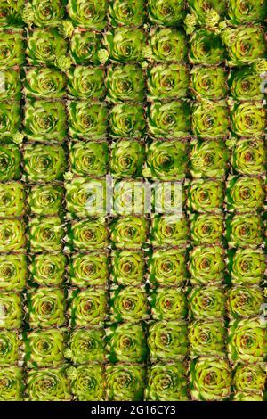 Poules et poussins en vente. Sempervivum tectorum. Banque D'Images