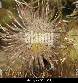 Pulsatilla vulgaris têtes soyeuses vues au Royaume-Uni en juin. Banque D'Images