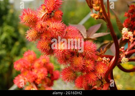 Fruits d'huile de Castor. Ricinus communis. Banque D'Images