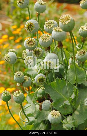 Pavot à opium. Fruits de Papaver somniferum. Banque D'Images