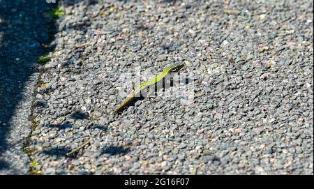 Eastbourne, Royaume-Uni. 5 juin 2021. Un lézard (probablement un lézard mural) aime bronzer sur le front de mer d'Eastbourne sur la côte sud comme le retour du temps chaud : crédit Simon Dack / Alamy Live News Banque D'Images