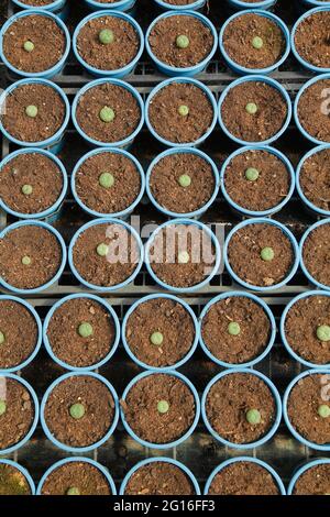 Petits peyotes. Cactus. Lophophora williamsii. Banque D'Images