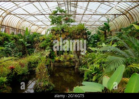 Brésil Sao Paulo - serre dans le jardin botanique Banque D'Images