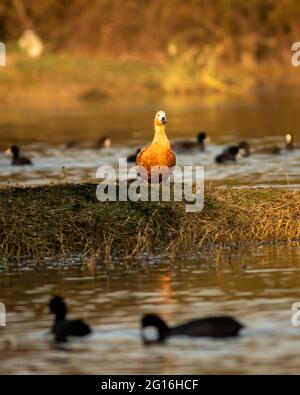 ruddy shelduck ou brahminy duck un oiseau de couleur orange dedans lumière de l'heure d'or dans la zone humide du parc national de keoladeo ou sanctuaire d'oiseaux de bharatpur rajasthan Banque D'Images