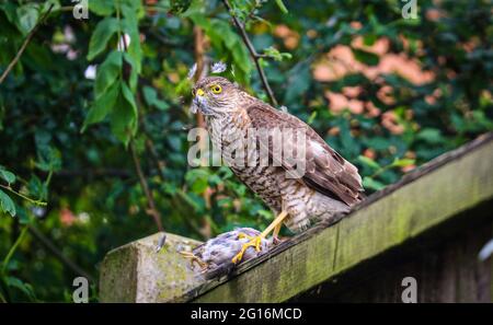 Nourrissage de Sparrow Hawk Banque D'Images