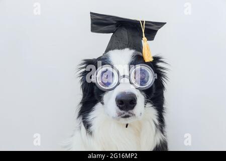 Bordure de chien de chiot drôle collie avec capuchon de graduation lunettes isolées sur fond blanc. Chien regardant dans des verres chapeau de grad comme professeur d'étudiant. Retour Banque D'Images