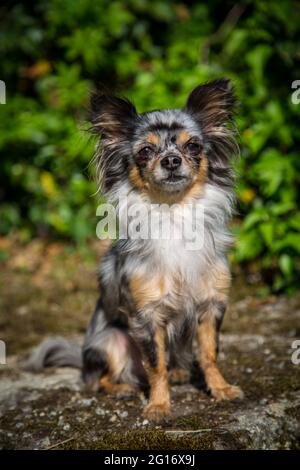 Chihuahua sitting Banque D'Images