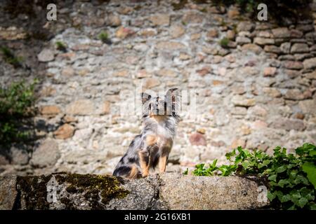 Chihuahua en face d'un ancien mur de pierre dans la ville de Weitra, Autriche Banque D'Images