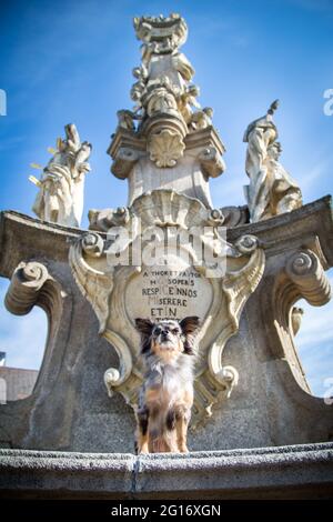 Chihuahua dans la ville de Weitra, Autriche Banque D'Images