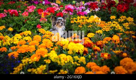 Chihuahua dans les fleurs Banque D'Images