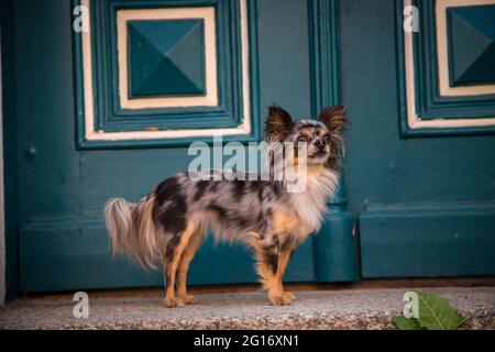 Chihuahua dans la ville de Weitra Banque D'Images