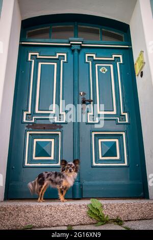 Chihuahua dans la ville de Weitra Banque D'Images