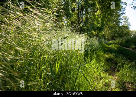 Herbes dans le Bruch de Worringer, un vieux de 8000 ans serpend vers le haut du Rhin. À 37.5 mètres au-dessus du niveau de la mer, la plaine inondable est le point le plus bas dans Banque D'Images