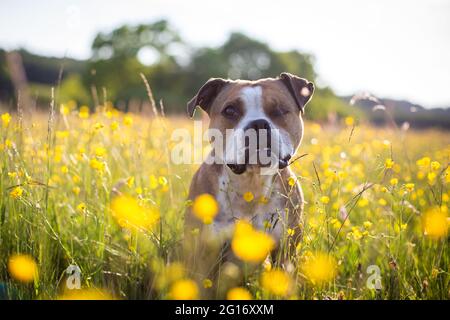 American Pit Bull Terrier dans un champ de fleurs Banque D'Images