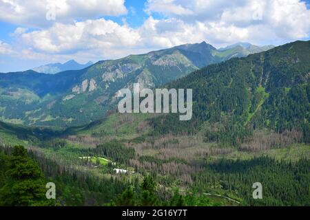 Paysage dans les Hautes Tatras près du lac Morskie oko. Une vallée et des montagnes. Certains arbres sont morts. Slovaquie - Pologne. Banque D'Images