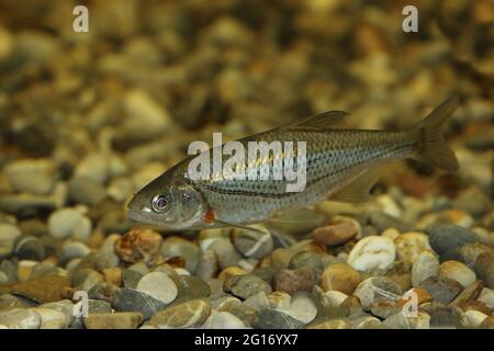 Schneider oder Alandblecke / Schneider or Spirlin / Alburnoides bipunctatus Banque D'Images