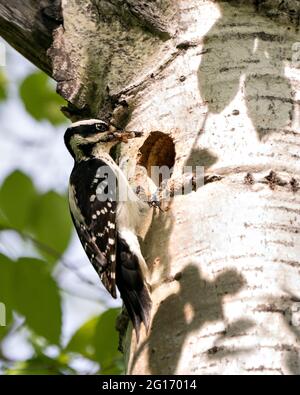 Pic regardant dans son nid maison à l'intérieur de tronc d'arbre dans son environnement et habitat avec nourriture d'insecte. Image. Image. Portrait. Banque D'Images