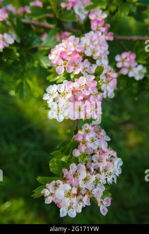 fleur d'aubépine blanche et rose sauvage en fleur d'été Banque D'Images