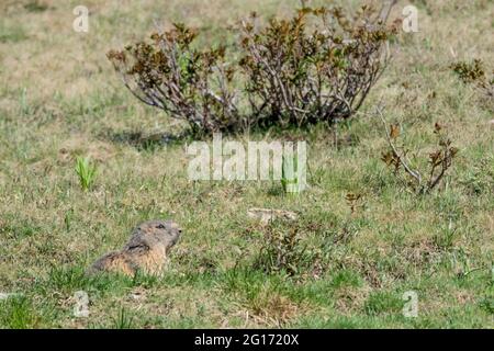 Marmotte alpine sur le terrier (Marmota marmota) Banque D'Images