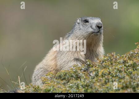 Portrait de Marmot dans les Alpes (Marmota marmota) Banque D'Images