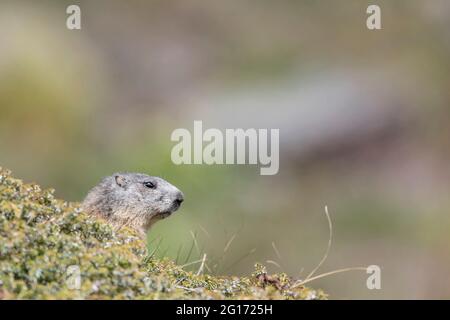 Marmotte isolée dans la prairie alpine (Marmota marmota) Banque D'Images