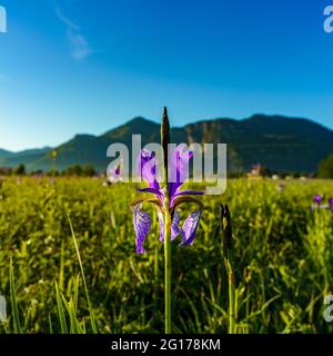 blaue sibirische Schwertlien an einem Regentag. wunderschöne weiss blaue Blüten in einem grünen Feld im Hochmoor. Blue Siberian Lillis in Dornbirn Banque D'Images