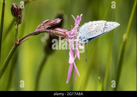 Mâle papillon bleu commun nectaring sur la fleur de robin dentelée Banque D'Images