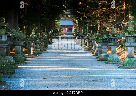 Vue sur le sentier de 275 mètres (903 pieds) qui est bordé de vieux cèdres et de lanternes en pierre menant à l'entrée principale de la Kitaguchi Hon Banque D'Images