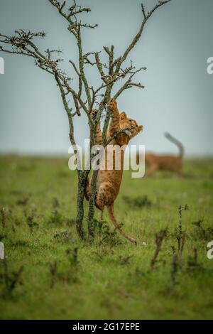 Buisson d'escalade Lion cub sur une plaine herbeuse Banque D'Images