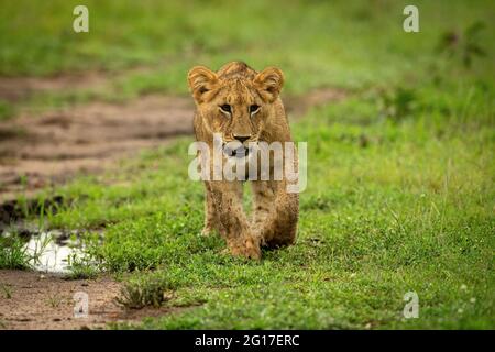 Le Lion cub traverse l'herbe avec la patte relevée Banque D'Images