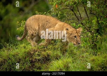 Lion cub croquant sur un monticule en regardant devant vous Banque D'Images