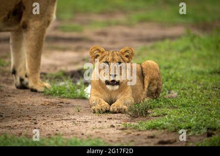 Le lion cub se trouve à côté de la mère sur la piste Banque D'Images